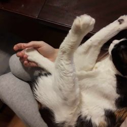Photograph of a calico cat with its legs held comically over its head
